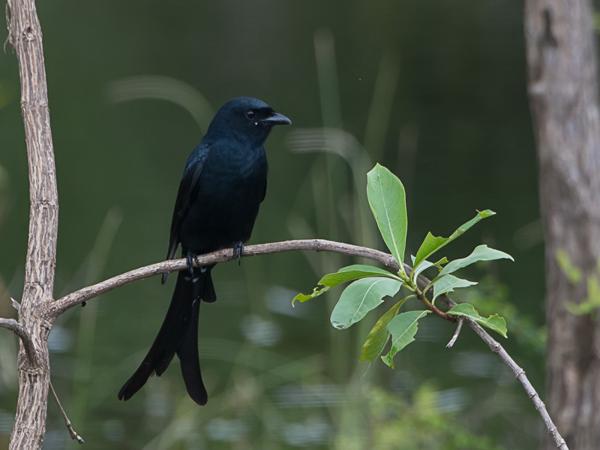<h3><a href="/trips/srilanka/biota/animalia/chordata/aves/040 passeriformes/051 dicruridae/dicrurus macrocercus/dicrurus macrocercus-nl.html">Dicrurus&nbsp;macrocercus</a> / Black&nbsp;drongo / Koningsdrongo</h3>NIKON D500 met AF-S Nikkor 80-400mm f/4.5-5.6G ED VR, 1/400 sec  bij F6.3, ISO 400, afstand 14.9&nbsp;m